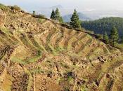 viñedo alto Europa?