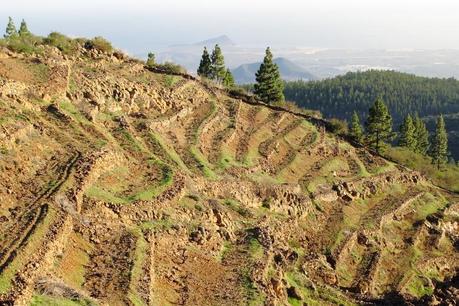 Terrazas de listán blanco a 1700 msnm