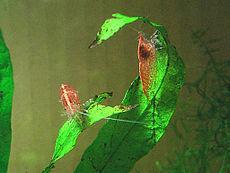 Biotecnología de la reprogramación celular para la alimentación. Biotecnología de la reprogramación celular para la alimentación.