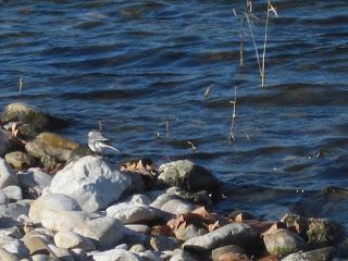 Yayo Chamin paseando por el parque de Plaza, en Zaragoza (Parte 2).