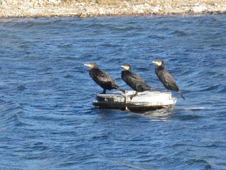 Yayo Chamin paseando por el parque de Plaza, en Zaragoza (Parte 2).