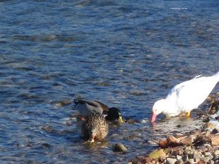 Yayo Chamin paseando por el parque de Plaza, en Zaragoza (Parte 2).