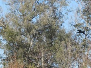 Yayo Chamin paseando por el parque de Plaza, en Zaragoza (Parte 2).