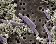 Los Antibioticos dañan la Flora Intestinal Normal