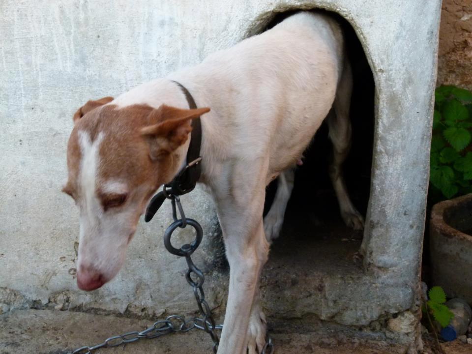TODA SU VIDA ATADA A UNA CADENA DE METRO Y MEDIO