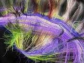 falsa creencia solo usamos nuestro cerebro