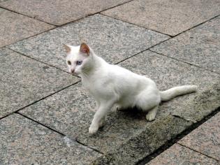 Se me atravesó un gato blanco, me saludó y siguió camino para luchar con un pedazo de plástico transparente. Galicia, septiembre 2012