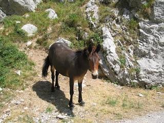 Dios mío, apiádate de la mula