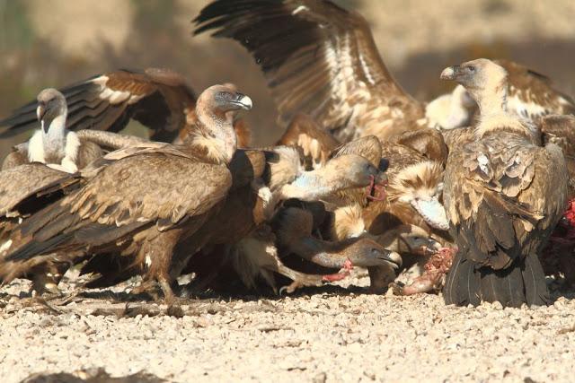 BUITRE LEONADO EL GRAN AVE DEL CIELO-GRIFFON VULTURE ,THE BIG BIRD OF HEAVEN