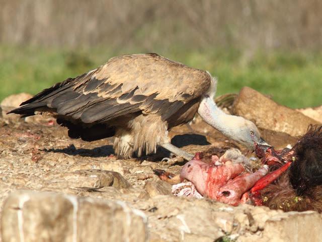 BUITRE LEONADO EL GRAN AVE DEL CIELO-GRIFFON VULTURE ,THE BIG BIRD OF HEAVEN