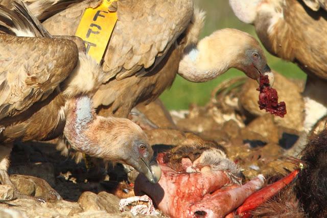 BUITRE LEONADO EL GRAN AVE DEL CIELO-GRIFFON VULTURE ,THE BIG BIRD OF HEAVEN