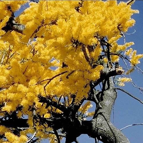planta-parásita-amarilla-naranja-típica-navidad-australia-Nuytsia-floribunda