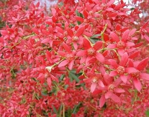 planta-roja-típica-navidad-australia-christmas-busch