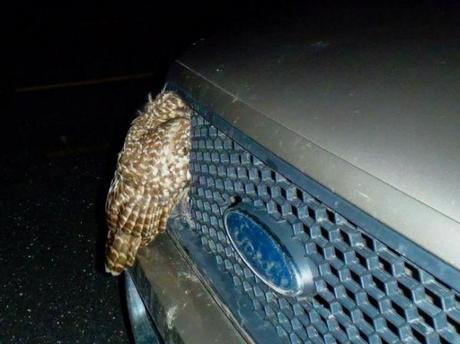 Búho sobrevivió a un choque frontal con una camioneta