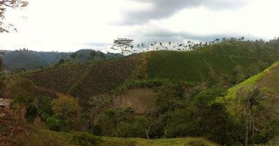 Salento (Colombia) - En el eje cafetero y el Valle de Cocora