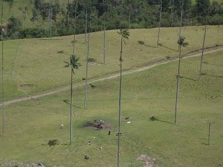 Salento (Colombia) - En el eje cafetero y el Valle de Cocora