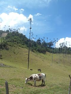 Salento (Colombia) - En el eje cafetero y el Valle de Cocora