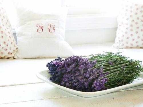 lavanda