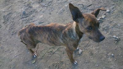 Cachorra esquelética y cabeza doblada en la calle. (Huelva)