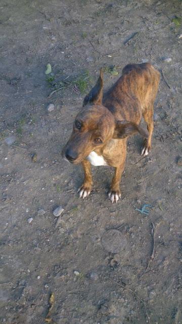 Cachorra esquelética y cabeza doblada en la calle. (Huelva)