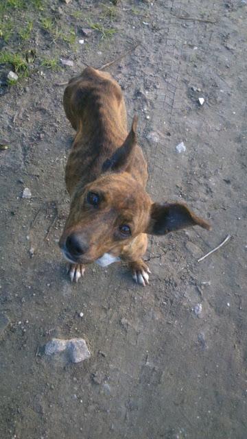 Cachorra esquelética y cabeza doblada en la calle. (Huelva)