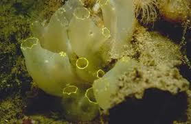 DÉFICIT DE GÓNADAS