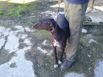 Otro galgo más tirado como basura...