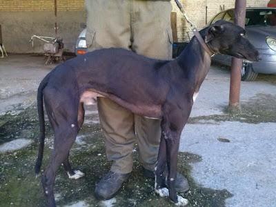 Otro galgo más tirado como basura...