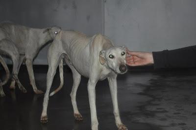 TOBI Y CHANGABAILE, GALGOSA EN LA PERRERA DE BADAJOZ.