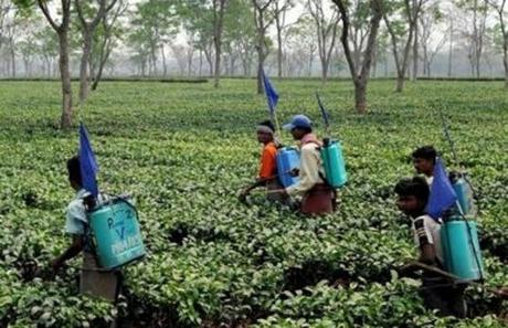 Trabajadores del té quemaron vivo a su jefe - NOTICIAS ACTUALIDAD