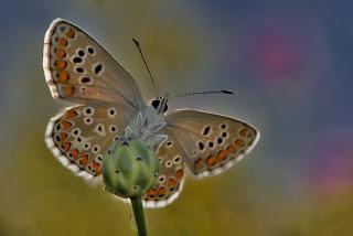 Para ampliar Aricia montensis (morena serrana) hacer clic
