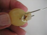 Presentación de las uvas en Nochevieja