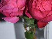 Rosas invierno