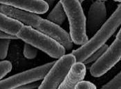 bífidus otras bacterias