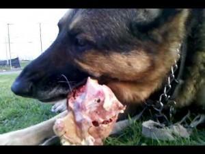 Características del alimento (Dieta) del perro con hipotiroidismo Perro-comiendo-pollo