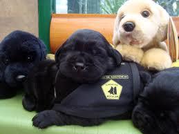 Peluches de perros de asistencia