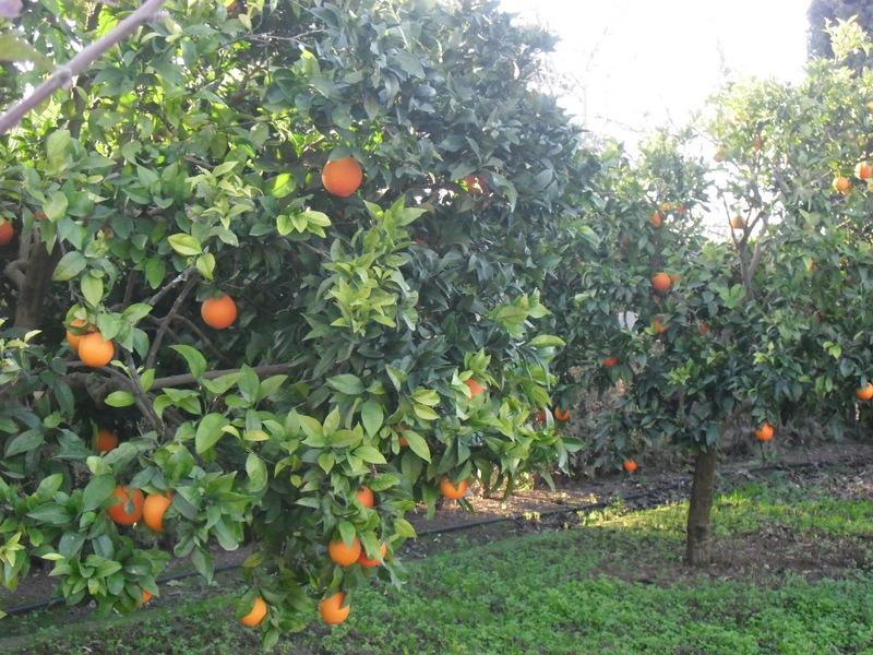 LA ACTIVIDAD EN EL HUERTO EN DICIEMBRE