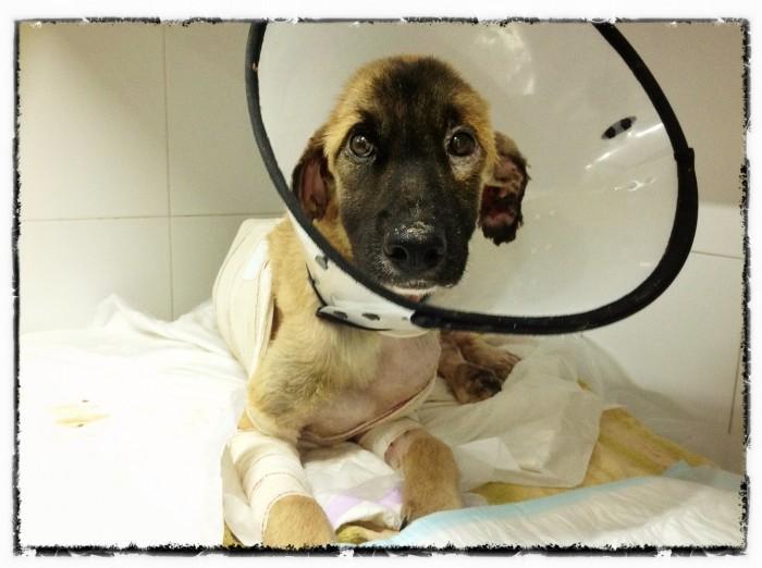 Tidus ha muerto. ( psicopata suelto en Valencia)