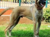 Tidus muerto. psicopata suelto Valencia)