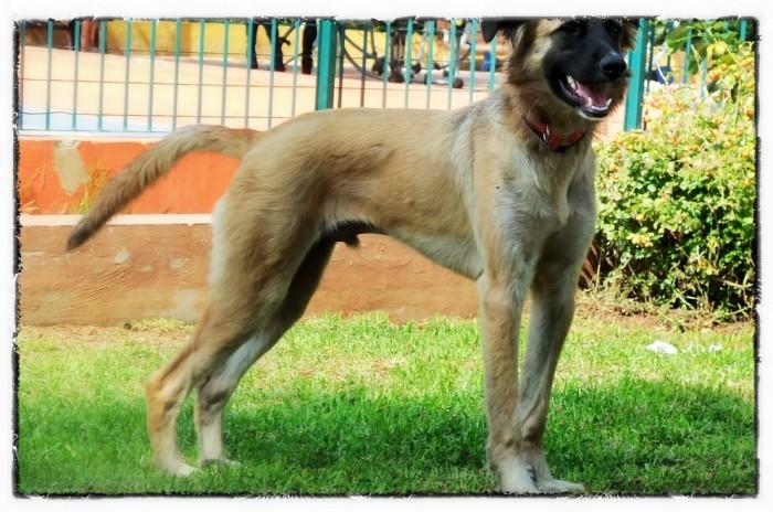 Tidus ha muerto. ( psicopata suelto en Valencia)