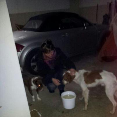 Foto: Frigo ------------ Fecha entrada: 29/12/2012 Fecha de Nacimiento: Octubre 2011 Raza: Bretón Sexo: Macho Carácter: Muy bueno, muy curioso por todo. Historia: llevaba pululando por la calle ya tiempo y ayer se quedó delante de la casa de mis padres ... conseguí cogerlo, moralmente no podía dejarlo en esas circunstancias en la calle...pero no hay sitio en la perrera, está saturada, ni en Cáceres...  Se busca casa de acogida temporal, posiblemente hasta mitad de Enero, pues me han dicho que podría haber sitio en el refugio San Jorge en Cáceres. Gracias a todos.  María Leza CONTACTO: marisolamidea@gmail.com 661.54.91.24 MIAJADAS -CÁCERES-