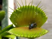 fin, plantas carnívoras casa