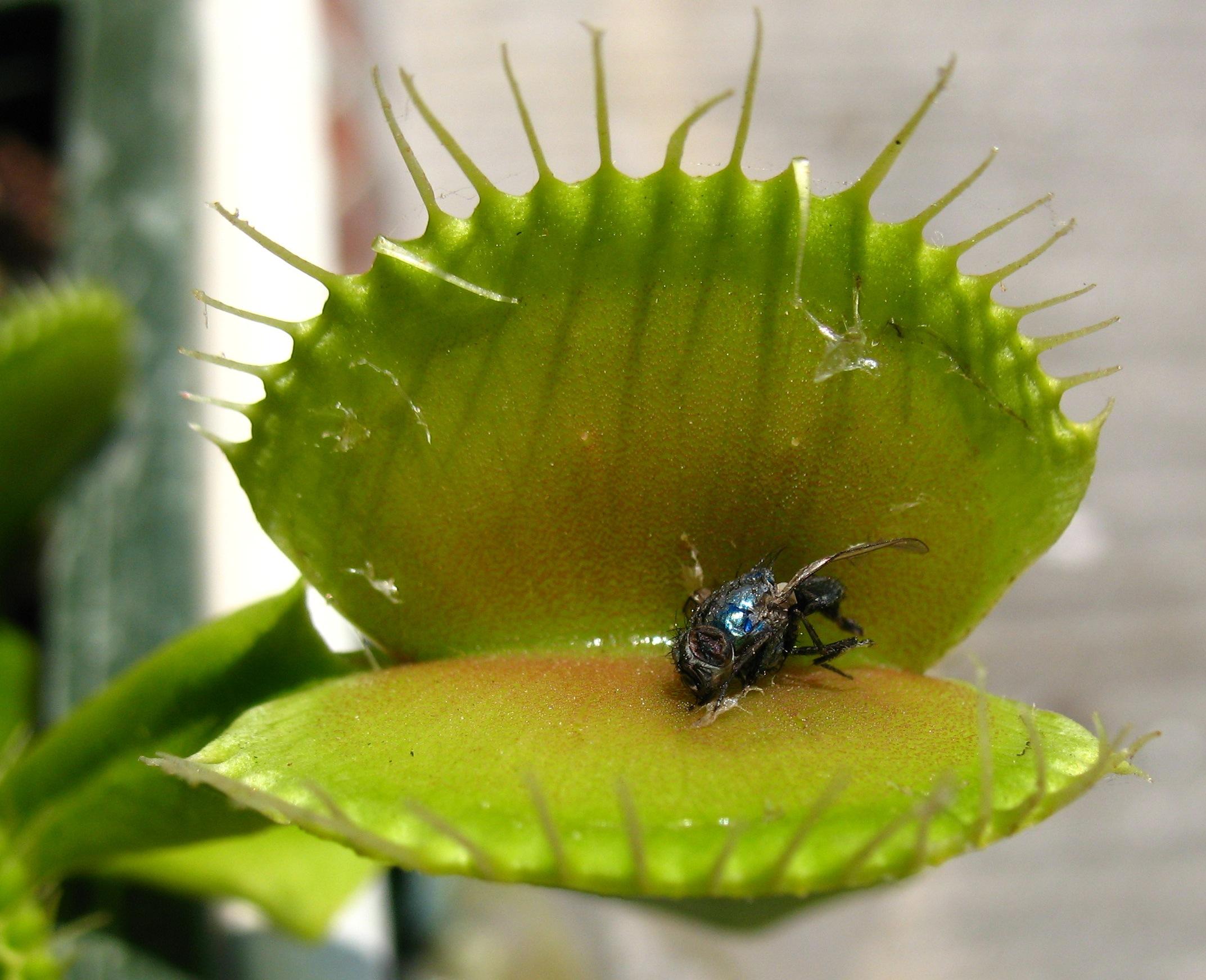 Al fin, plantas carnívoras en casa