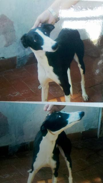 GALGA DE 15 MESES QUE QUERÍAN AHORCAR,ACOGIDA URGENTE!! (MURCIA)