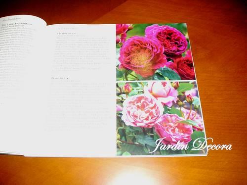 interior-catálogo-rosas-inglesas-rosal-heatcliff