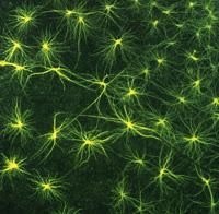 Los Astrocitos son los responsables del Aprendizaje