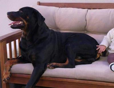 Rotwailer en serio peligro.