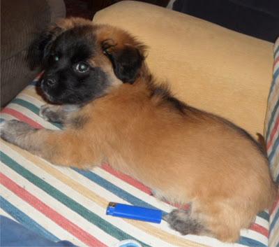 Greta, de 2 meses y medio, x pastora belga, sola en la calle de Brenes Sevilla ¡buscando calor y comida en una cafetería!!!! ¡ACOGIDA O ADOPCIÓN URGENTE!!