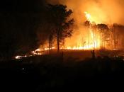 incendio bosque» robert walser