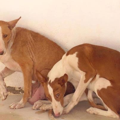 Foto: Copio porque el enlace original esta personalizado  Dos podenquitas, (por confirmar) hembras las dos, una con lo que parece ser un tumor en la panchita, y la otra por lo que me dicen con una pata rota. Las dos con un carácter adorable, muy asustadas y muy nobles. No sabemos sus historias ni sus edades. La de la patita mal parece algo mas joven. Parece que vivían juntas porque no se separan para nada, igual son madre e hija. Si puedes ayudarl@s, envíanos un email a adoptadelaperrera@gmail.com, porque no tentemos tiempo de leer todos los comentarios del face. Somos voluntarias, contestaremos en cuanto podamos. Gracias